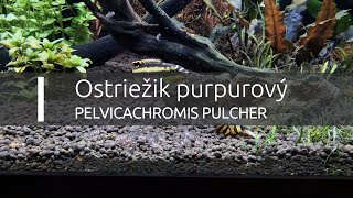 Kribensis Ostriežik purpurový  Pelvicachromis pulcher  Poter [upl. by Aitenev]