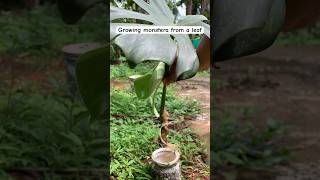 How to grow monstera deliciosa from cutting monstera water propagation results [upl. by Pam]