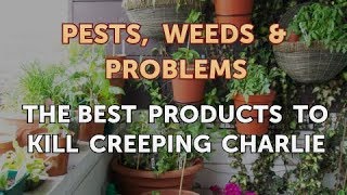 The Best Products to Kill Creeping Charlie [upl. by Waverly992]