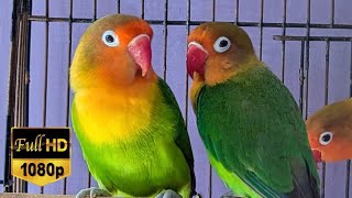 Love birds chirping sound amp singing sound amp relaxing sound HD video 33 love birds life 65 [upl. by Aicatsana]