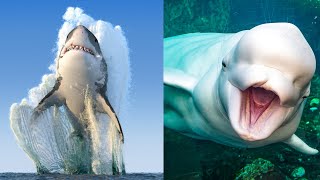 31 Animales Marinos Increíbles y Hermosos🐋 [upl. by Ydnar]