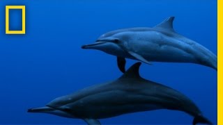 Spinner Dolphins  Untamed Americas [upl. by Aicenaj]