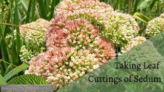 How to Easily Propagate Sedum from Leaf Cuttings Autumn Joy and Other Succulents [upl. by Nivrad173]