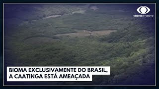 Único bioma exclusivamente do Brasil a caatinga está ameaçada  Jornal da Noite [upl. by Barthold]