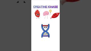 Creatine Kinase biology biochemistry H OLOGY [upl. by Hgieleak]