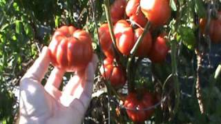 Costoluto Genovese Heirloom Tomato [upl. by Azmuh]