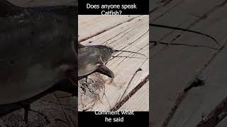 Catfish can talk fishing catfish fish shorts outdoors [upl. by Icat778]