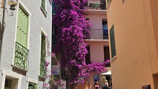 Collioure Languedoc Roussillion  France 🇫🇷 2024 Seafront and main town Walkthrough [upl. by Mauretta695]