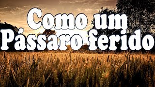 COMO UM PÁSSARO FERIDO  Hino Avulso CCB  João Paulo  Letra [upl. by Mackoff]