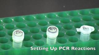 GMO Detection by PCR [upl. by Lotus]