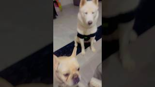 🤣🤣Fun with Husky and bulldog wait for the last🤣virlashort ytshort youtubeshorts [upl. by Berger]