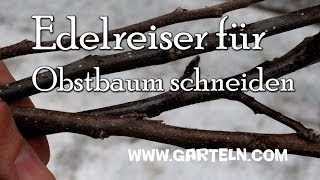 Edelreiser für Obstbäume schneiden [upl. by Meihar]