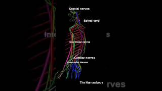 3d animation of the body human parts names 💥 meded anatomy 3dmodel [upl. by Asirahc]