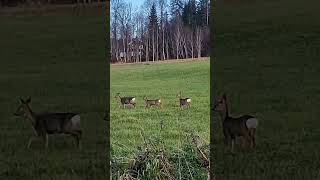 Vackra djur jaktbröder rådjur natur nature nature deer [upl. by Mika]