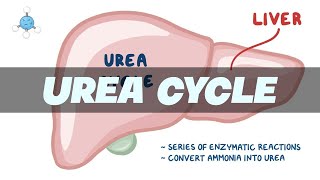 UREA CYCLE Simplified  Biochemistry [upl. by Odraner]