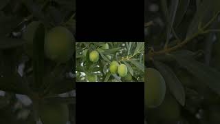 Olives growing in a tree [upl. by Bodkin]