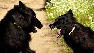 Belgian Groenendael Dog Attack [upl. by Ia]