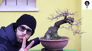 la quercia di Claudio Bonsai [upl. by Curtis805]