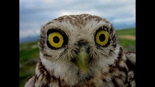 Little Owl Athene noctua Κουκουβάγια  Cyprus [upl. by Cirdor300]