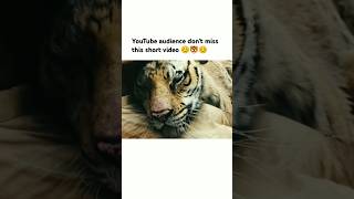 YouTube audience dont miss this short video 😊🐯😊 song bollywood love trending viralsong [upl. by Eilac]