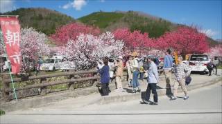 2017 南信州 昼神温泉郷 桜と花桃の里 [upl. by Ila898]