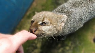 Rescued jaguarundi wants to be friends [upl. by Cariotta682]