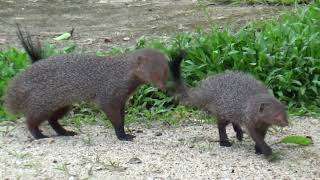 Real Life Mongoose in Action [upl. by Ilse]