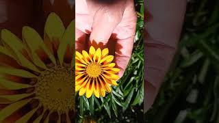 Gazania jardinagem [upl. by Afas]