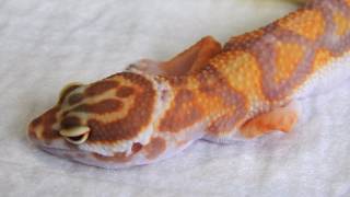 CAP 124 VETERINARIO DE REPTILES Impactación en un Gecko leopardo [upl. by Yrrum42]