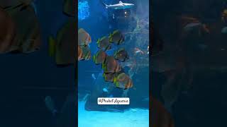 Aquaria Phuket Phuket phuketthailand aquarium capcut [upl. by Anaitit]