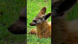 Meet the Bat Eared Fox batearedfox foxes animalfacts animalkingdom [upl. by Deirdre]