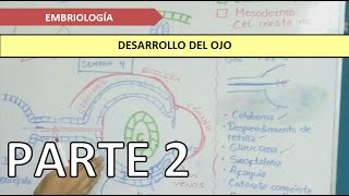 EMBRIOLOGÍA Desarrollo del ojo  Parte 2 [upl. by Aivataj]