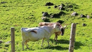 合図はカウベル！ スイス・アッペンツェルの仲良し牛カップル Ebenalp Appenzell Switzerland [upl. by Doreen]