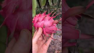 Frische Drachenfrucht aus Bali🤩 drachenfrucht dragonfruit [upl. by Ardnait]