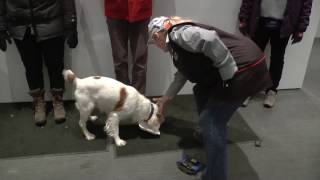 Scent Work  How to Train Your Dog to Ignore Distractions [upl. by Cohbert]