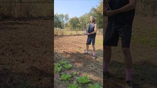 Planting Cherry Belle Radishes Ready to harvest in 20 days [upl. by Layap]