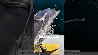 This man rescued a dolphin that was trapped in a fishing net and then animalshorts [upl. by Ak189]