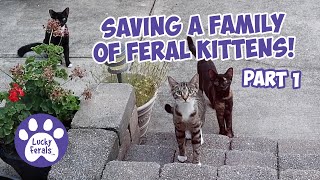 Saving A Family Of Feral Kittens Part 1 Cat Video Compilation [upl. by Keligot]