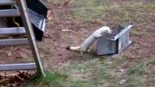 Ermine in white attacks caged red squirrel [upl. by Jeu]