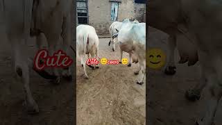 humara govansh cutecows [upl. by Trip]