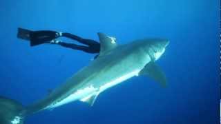 OCEAN RAMSEY GREAT WHITE SHARKS OCEAN RAMSEY FREEDIVING WITH SHARKS SWIMMING WITH GREAT WHITES [upl. by Adnolohs]