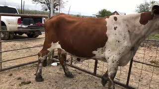 Bred Paint Beefmaster Cow 81402  Cattle for sale [upl. by Tonjes161]