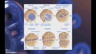 La Divisione Cellulare  1 Scissione binaria e mitosi [upl. by Yevad37]