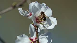 Almendros en flor [upl. by Tecu]