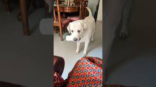 Labrador dog olle apna calcium utha laya youtubeshorts calmdown dog foryou [upl. by Laehcimaj]