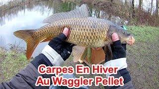 Carpes en Hiver au Pellet Waggler [upl. by Hgielsa]