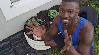 Planting Brassicas 🥦 InGround Worm Vermicompost and Setting up a New Raised Bed [upl. by Majka]