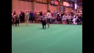 Crufts 2013 Curly Coated Retriever Dog Challenge [upl. by Arielle]