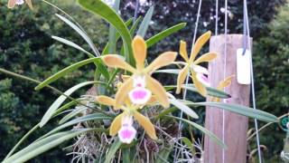 Encyclia tampensis [upl. by Trebleda]