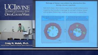 Biological Sciences M121 Immunology with Hematology Lecture 26 Transplantation and Alloimmunity [upl. by Kirwin595]